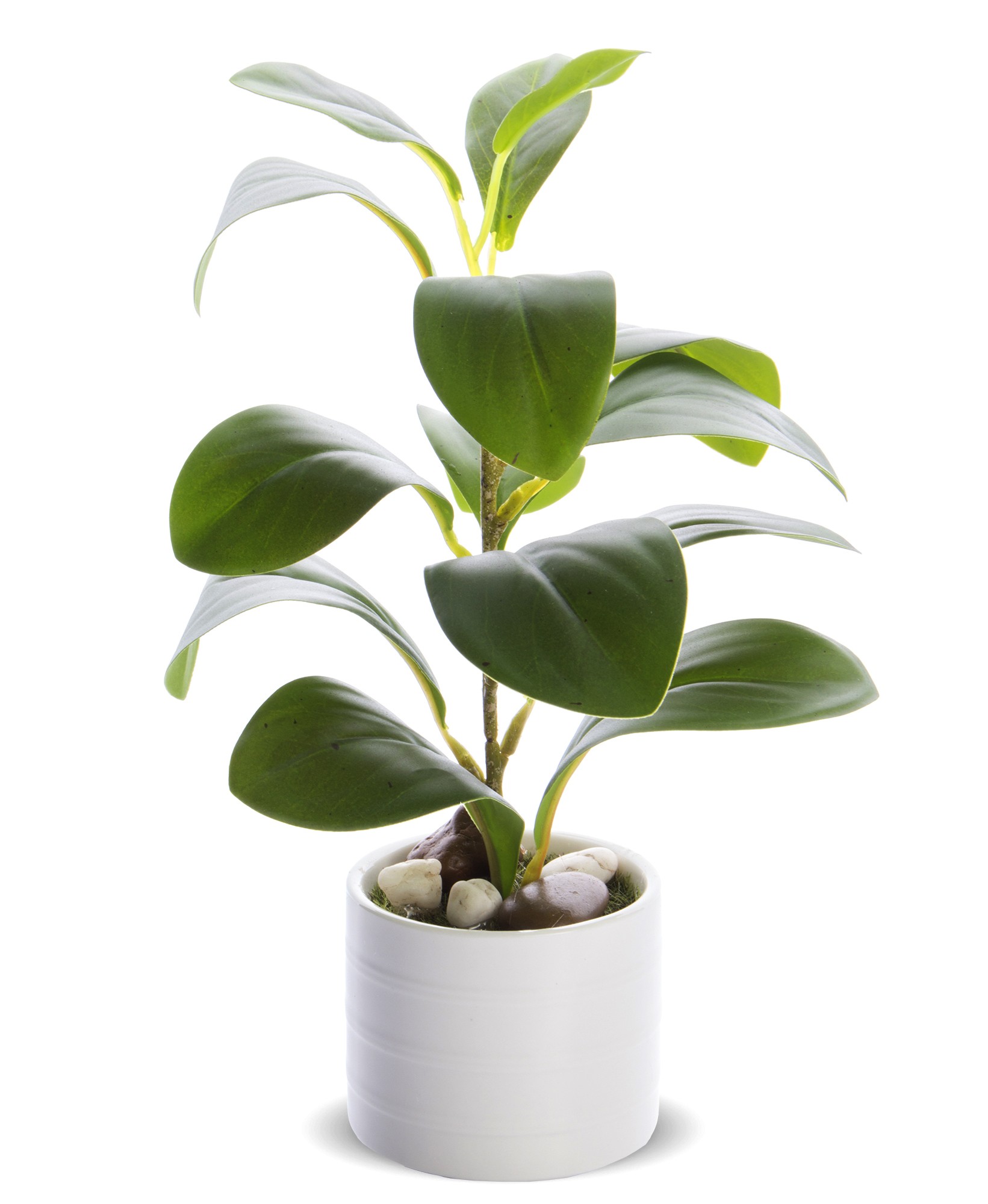 Decorative plant 126953